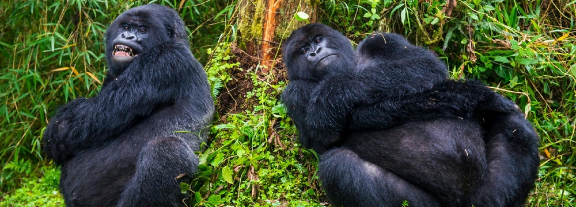 Uganda s djecom – kako organizirati obiteljski safari