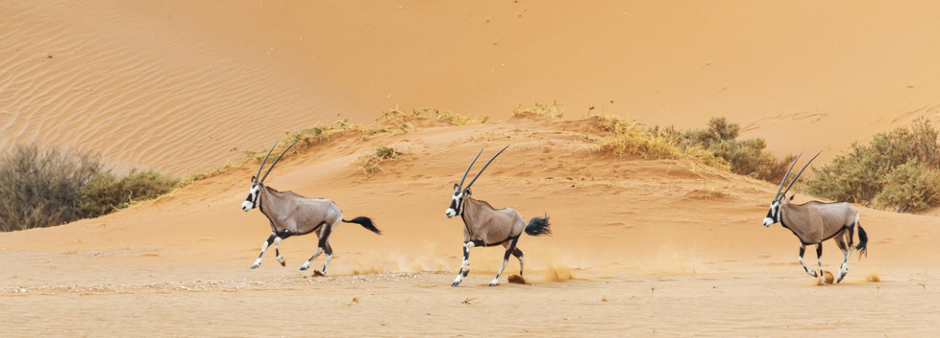 Namibija zimi – bijeg u sunce i divlju prirodu